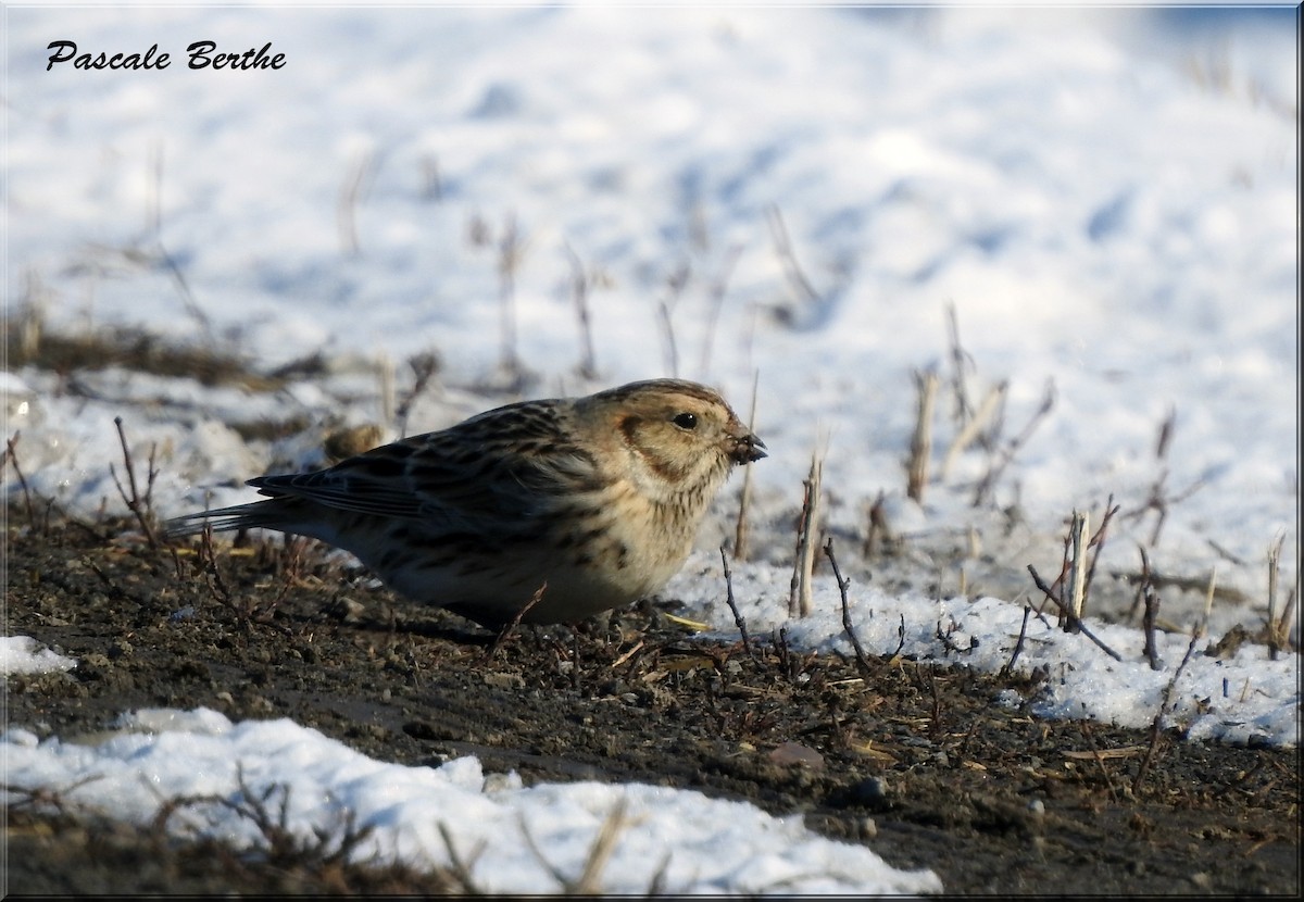 Lapland Longspur - Pascale Berthe