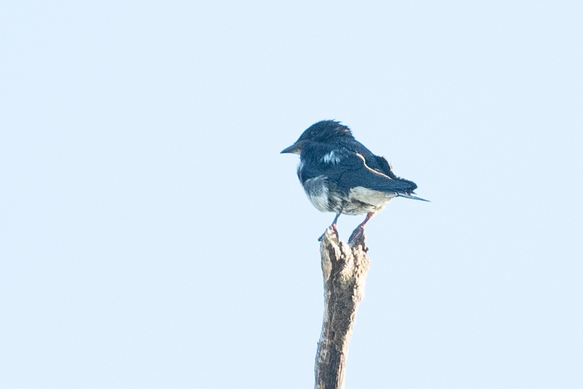 Golondrina Pechigrís - ML534143411