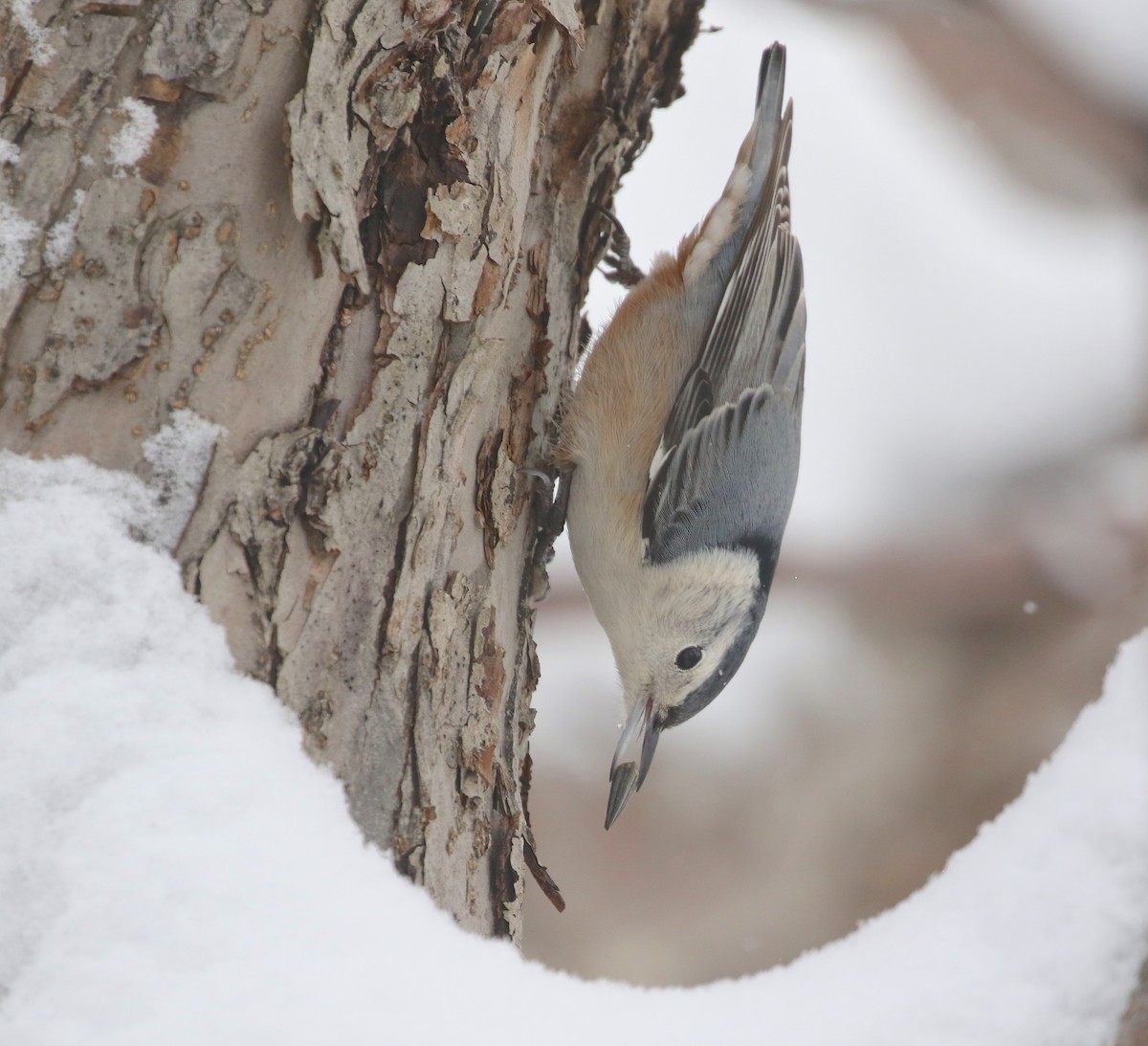 White-breasted Nuthatch - Denise  McIsaac