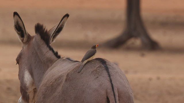 Yellow-billed Oxpecker - ML534144181