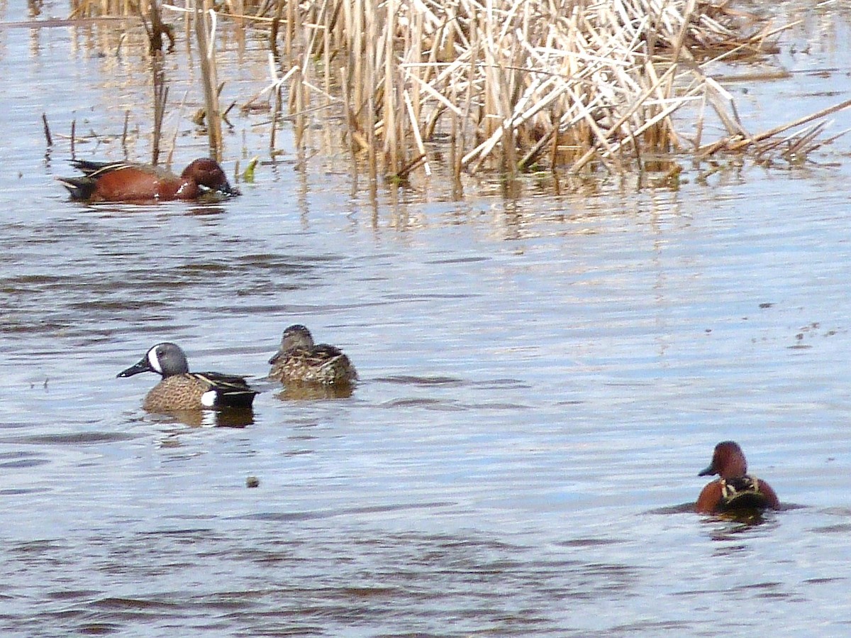 Blue-winged Teal - Kenneth Stinchcomb