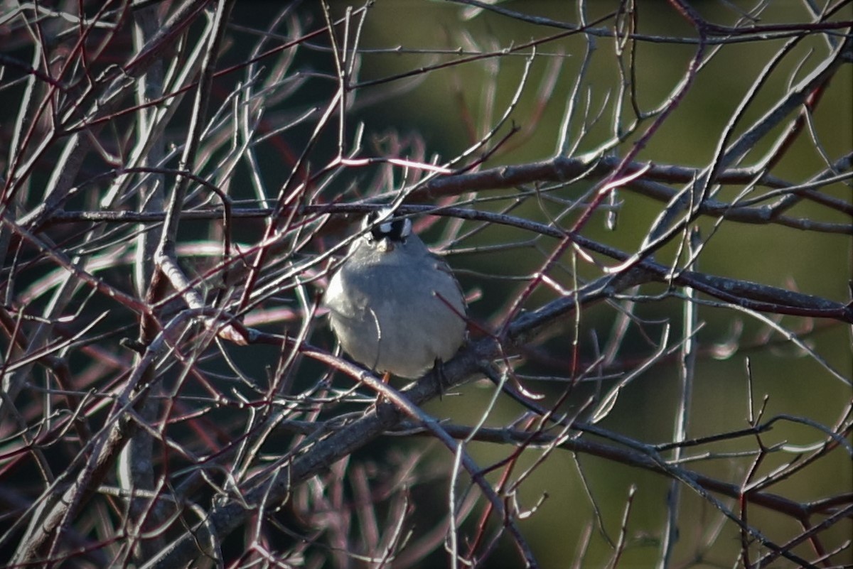 White-crowned Sparrow - ML534144921