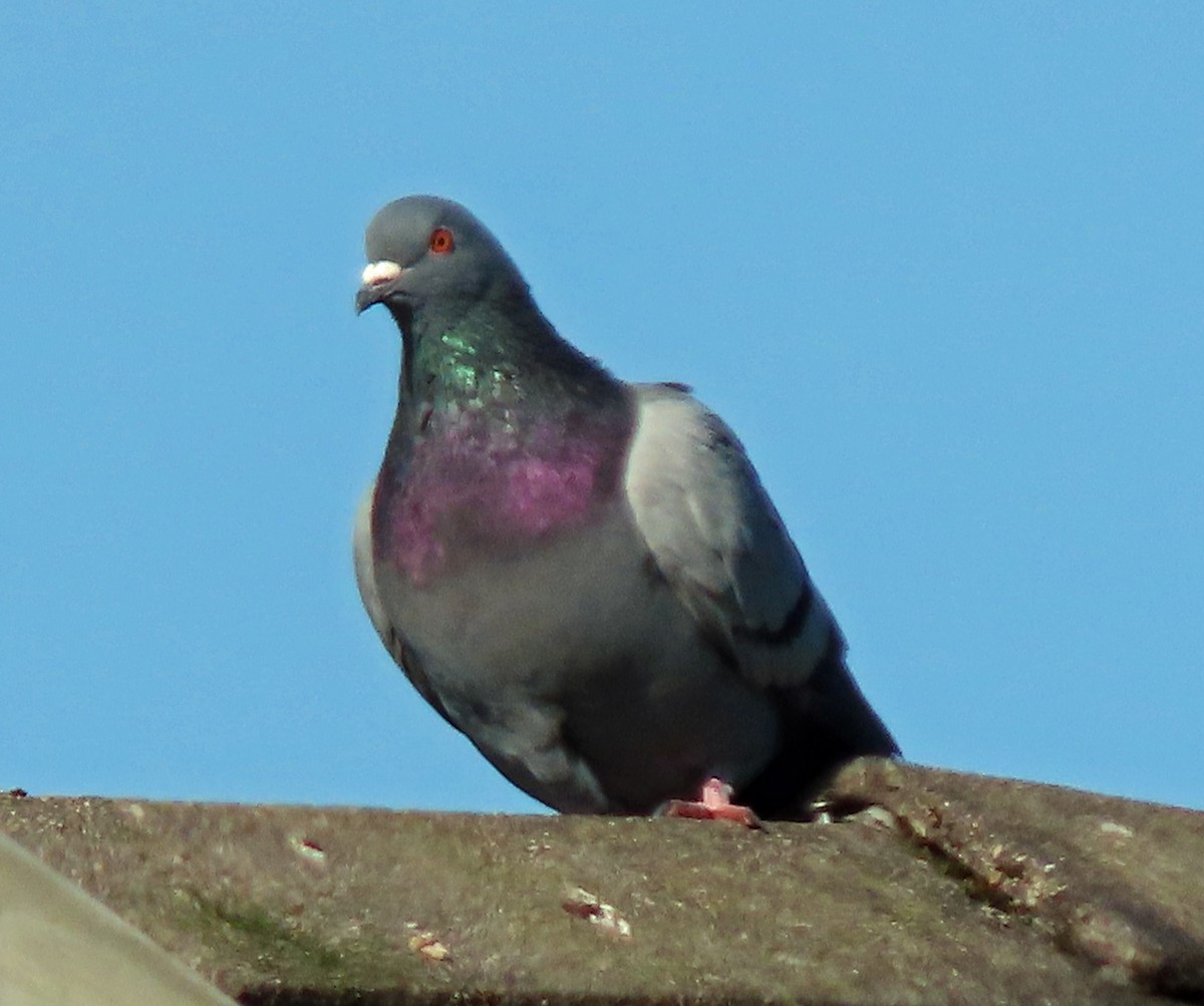 Rock Pigeon (Feral Pigeon) - ML534145331
