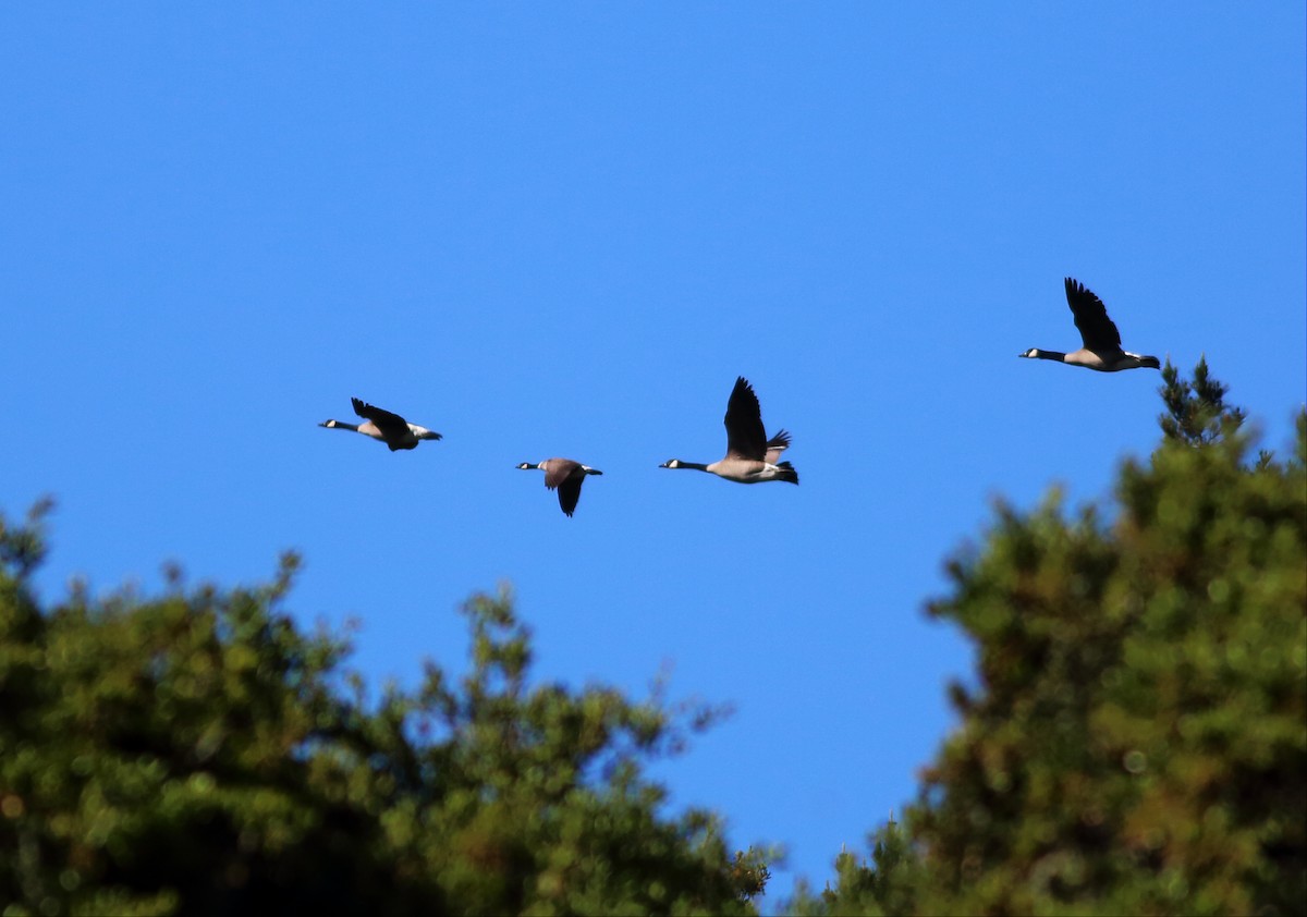 Cackling Goose (Aleutian) - Paul Fenwick