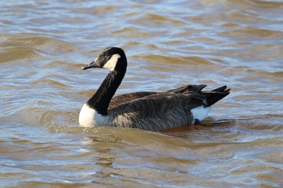 Canada Goose - ML534146651