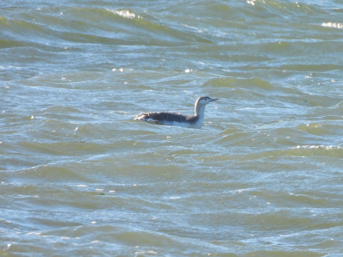 Red-throated Loon - ML534148071