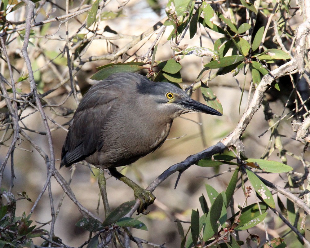 Striated Heron - ML534148231