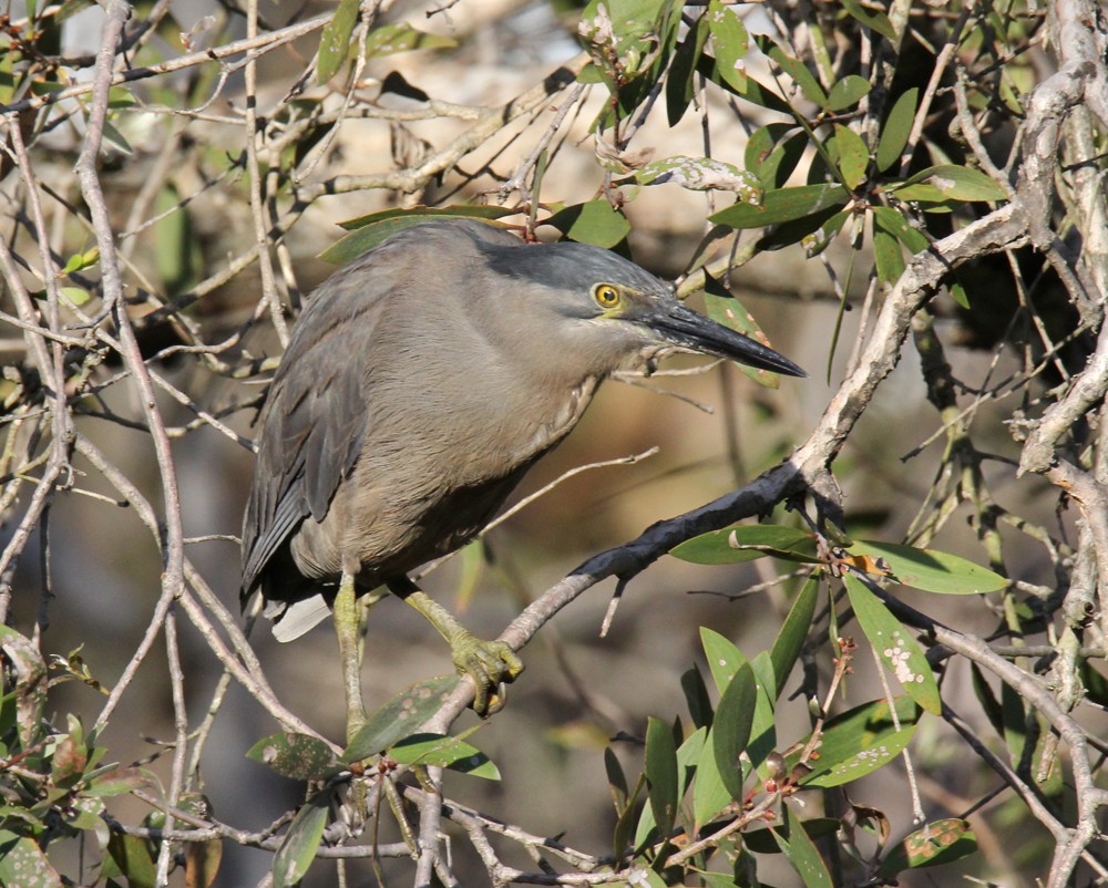 Striated Heron - ML534148241