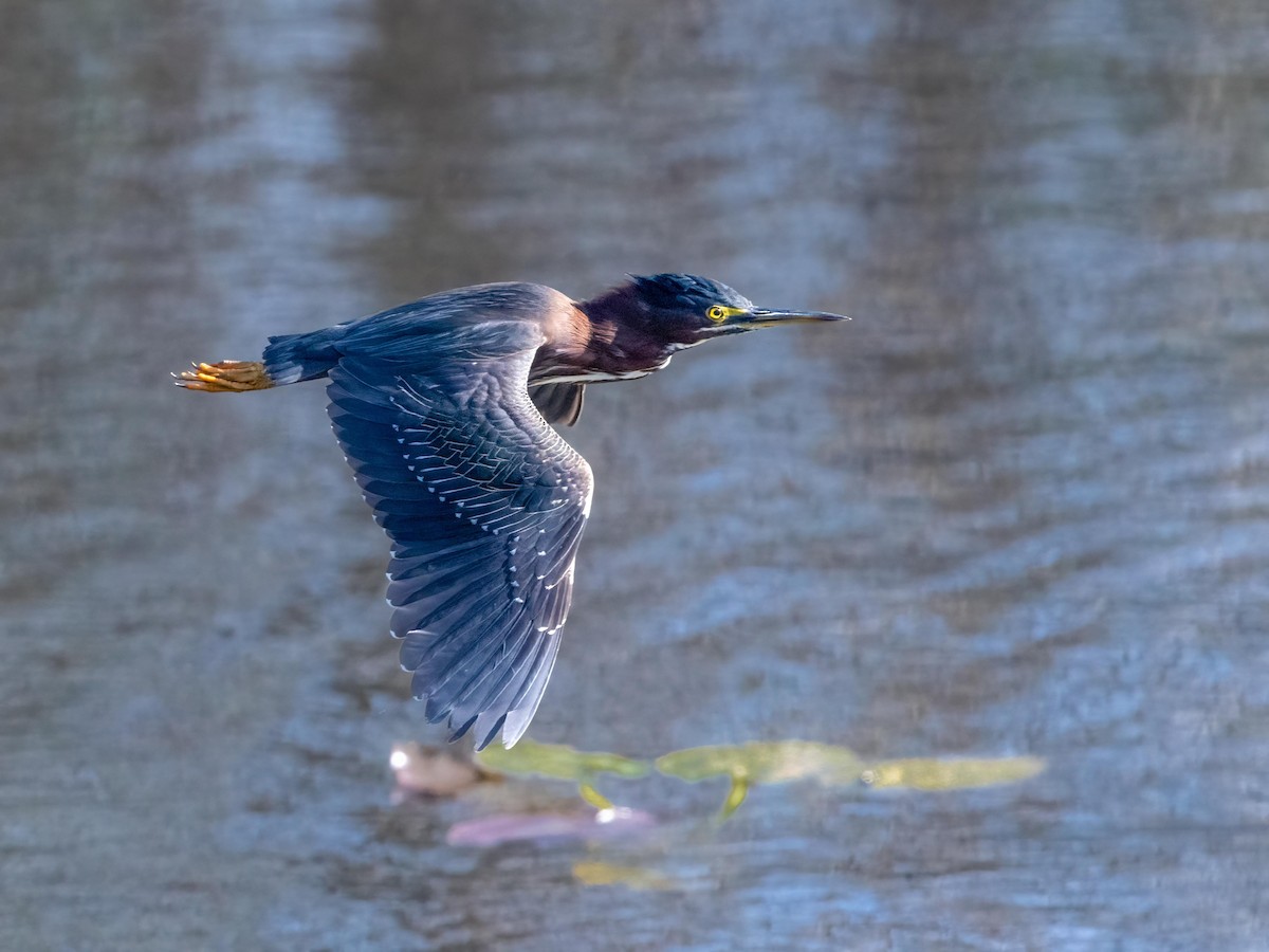 Green Heron - Clark Johnson