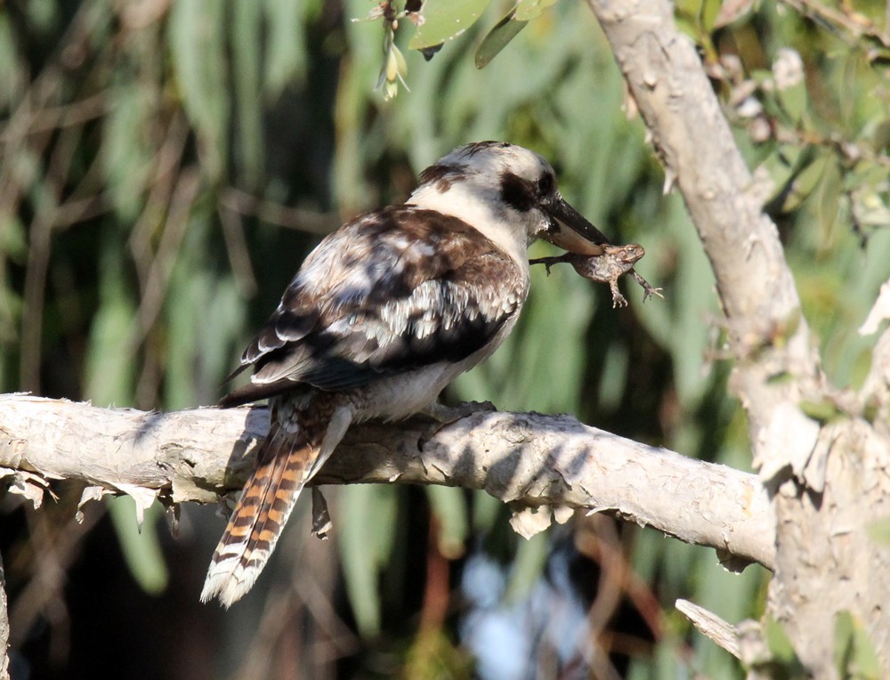 Laughing Kookaburra - ML534148561