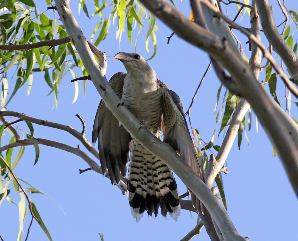 Channel-billed Cuckoo - Tammy Walker