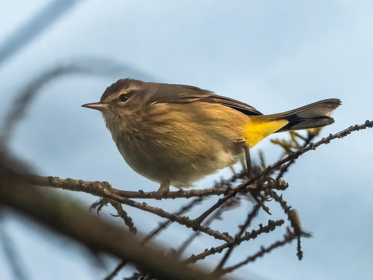 Palm Warbler - ML534148951