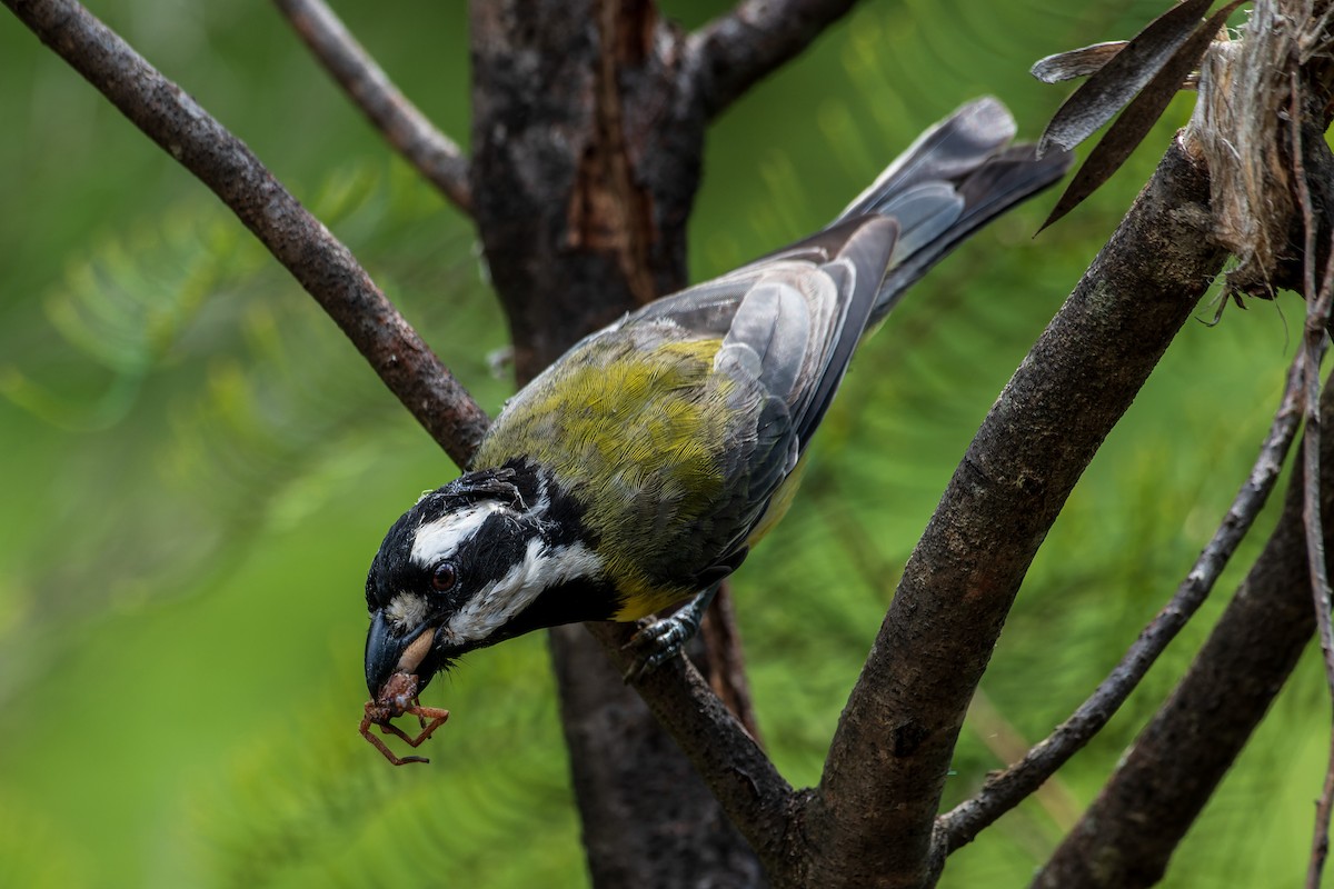 Eastern Shrike-tit - ML534149551
