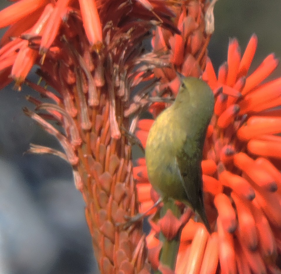 Orange-crowned Warbler - Dawn Hovey