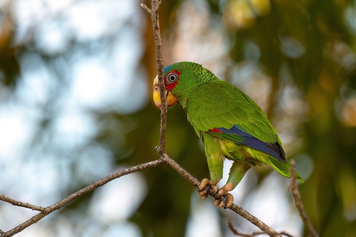 White-fronted Parrot - ML534151341