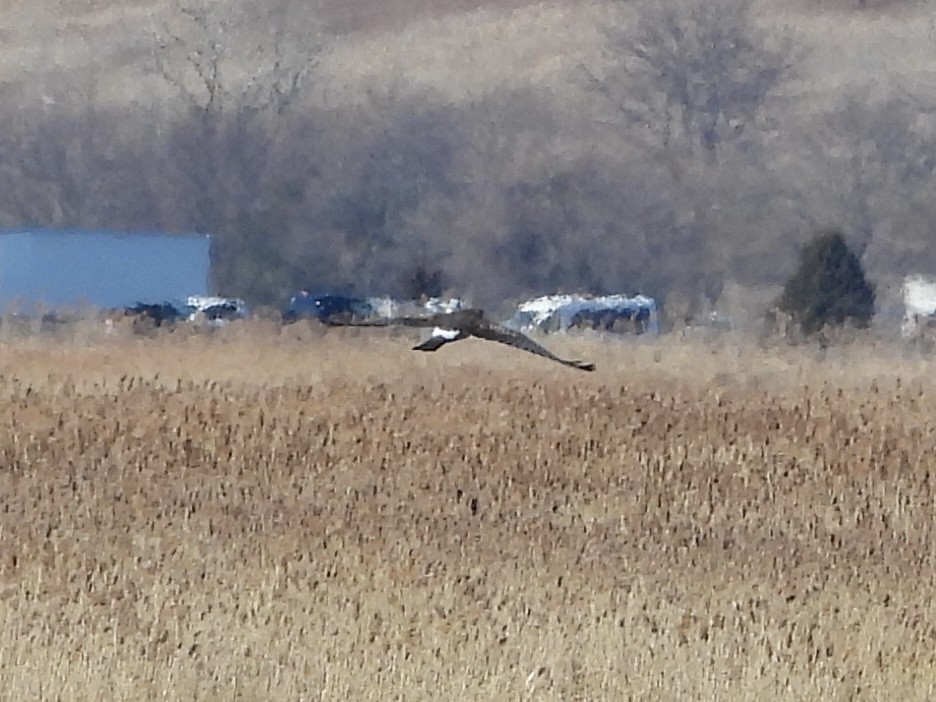 Northern Harrier - ML534151641