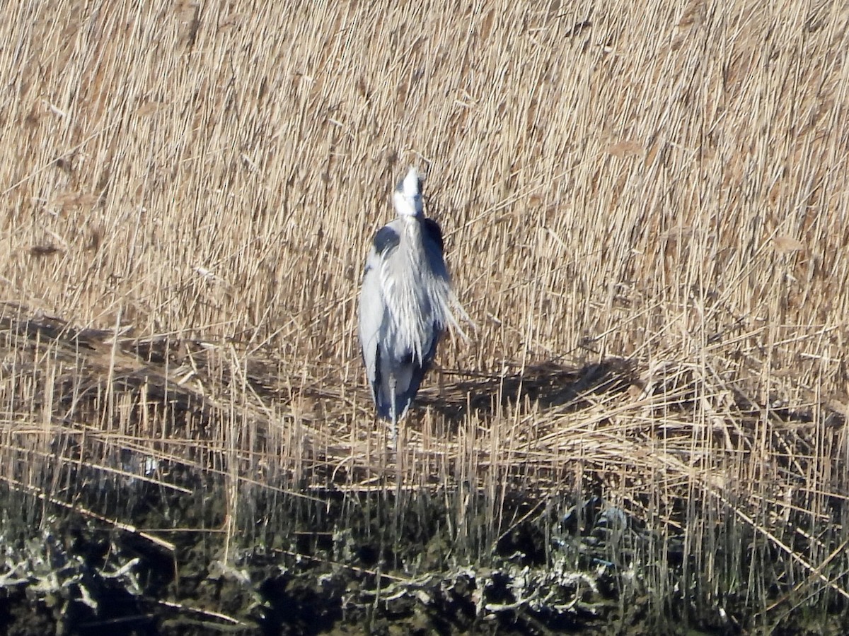 Great Blue Heron - ML534151791