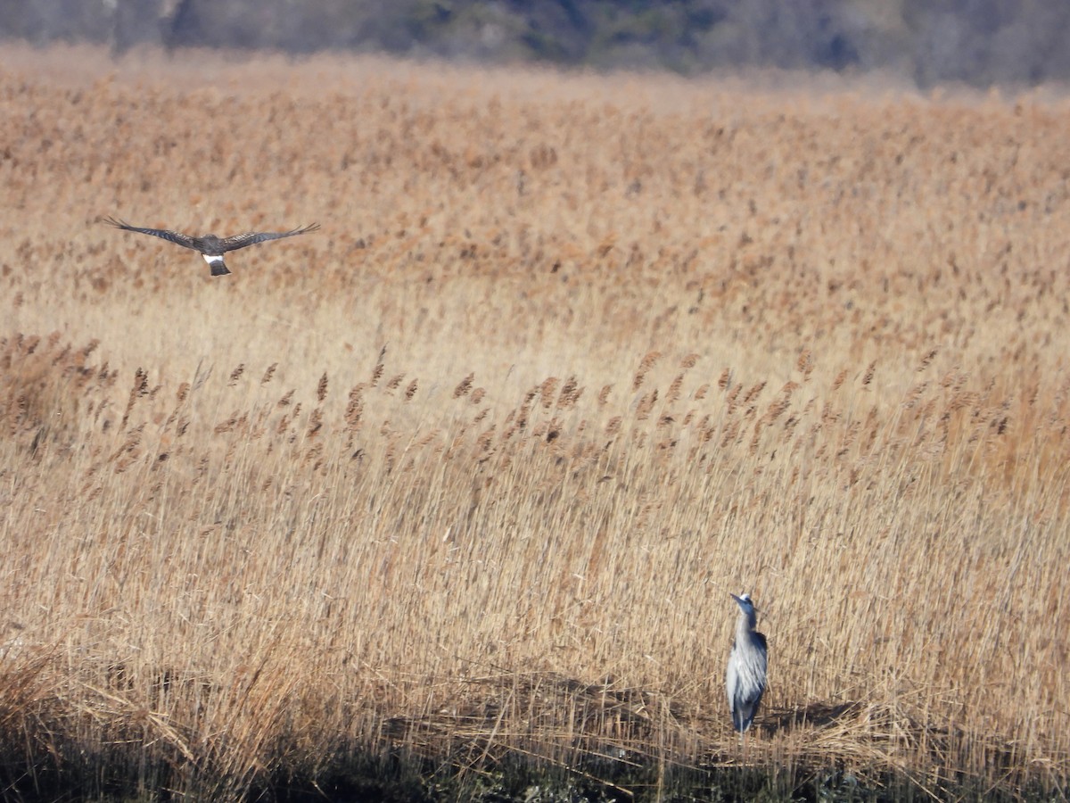 Great Blue Heron - ML534151801