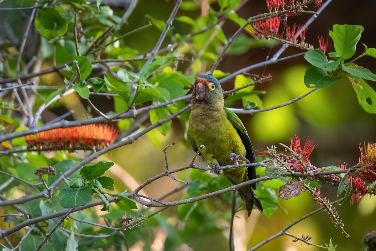 Aratinga Frentinaranja - ML534151941