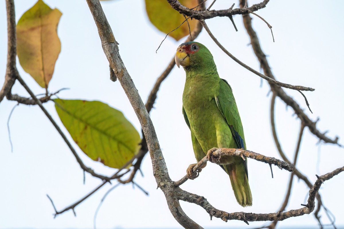 White-fronted Parrot - ML534152021