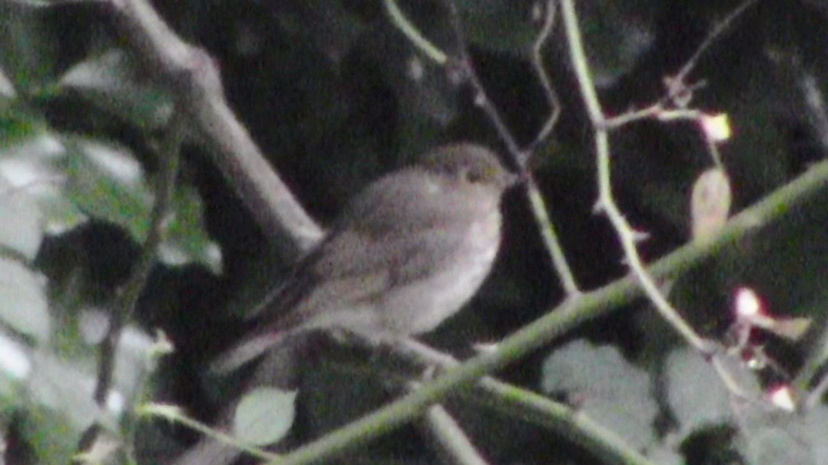 Swainson's Thrush - Adrian Burke