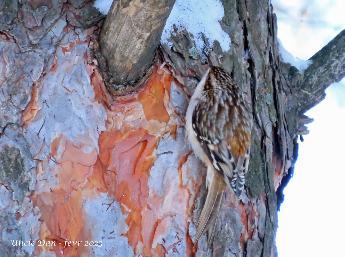 Brown Creeper - ML534153431