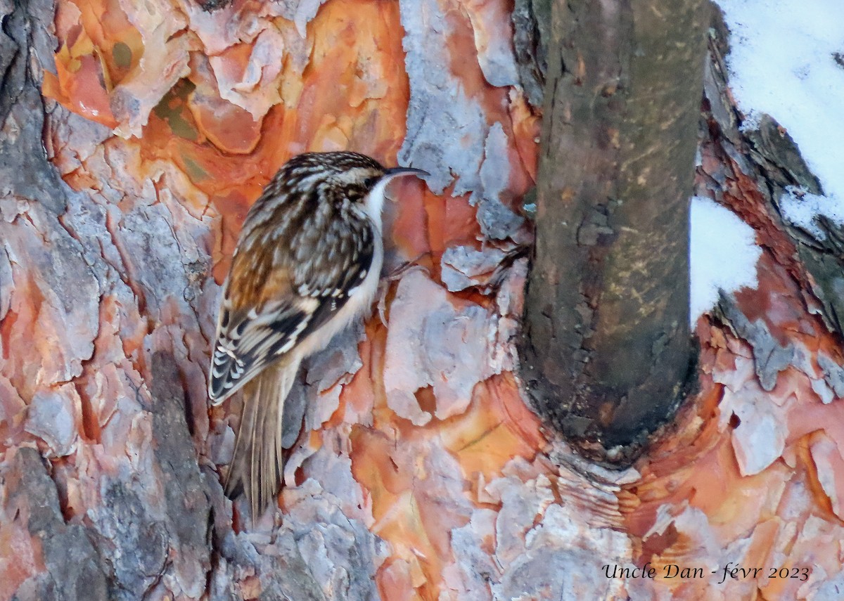 Brown Creeper - ML534153451