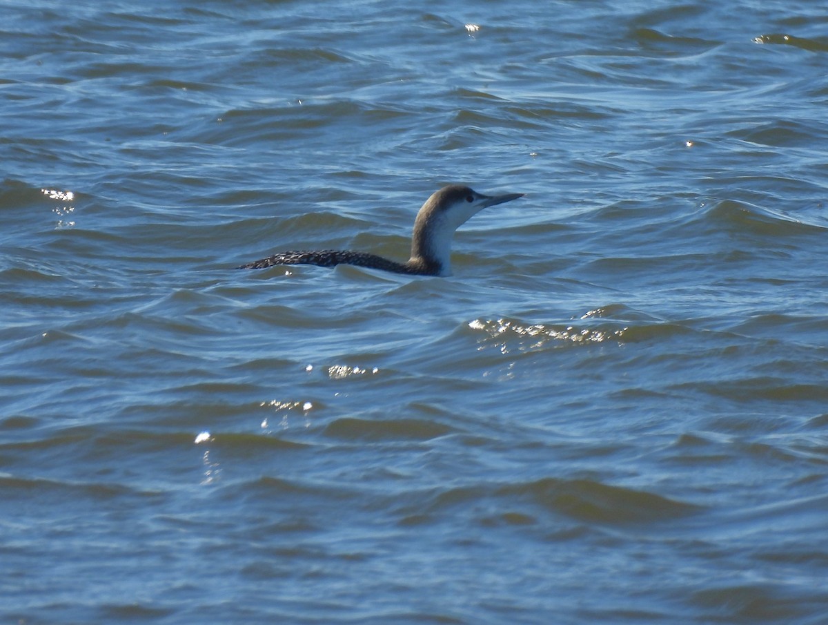 Red-throated Loon - ML534154181