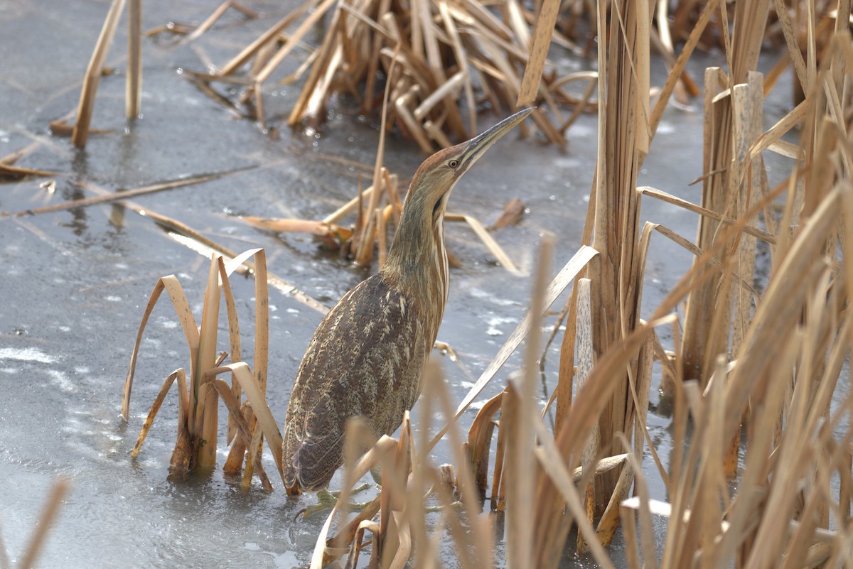 American Bittern - ML534154471