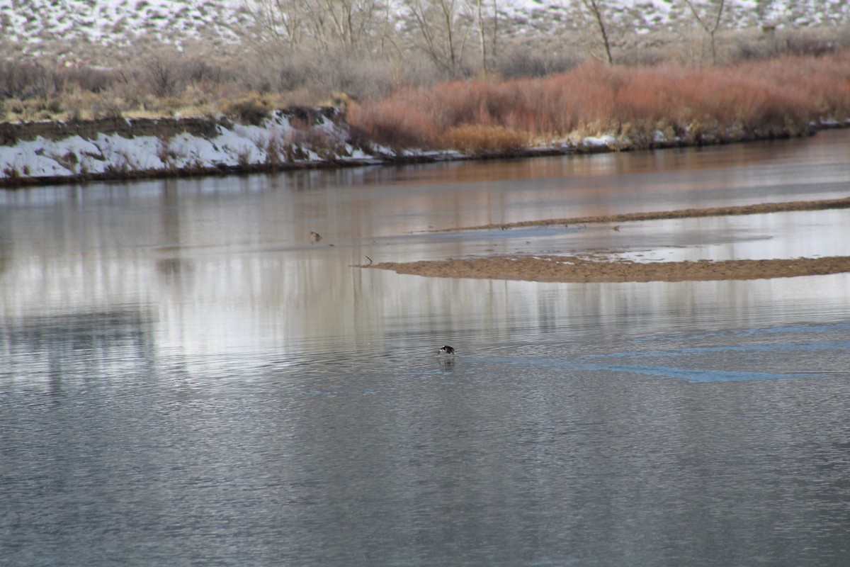 Hooded Merganser - Jan Leonard