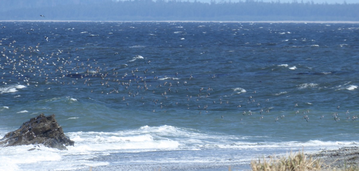 Black-bellied Plover - T A