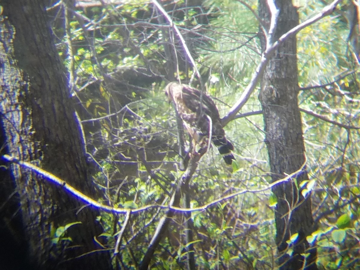 Red-shouldered Hawk - ML53415601