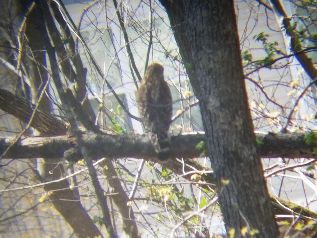 Red-shouldered Hawk - ML53415621