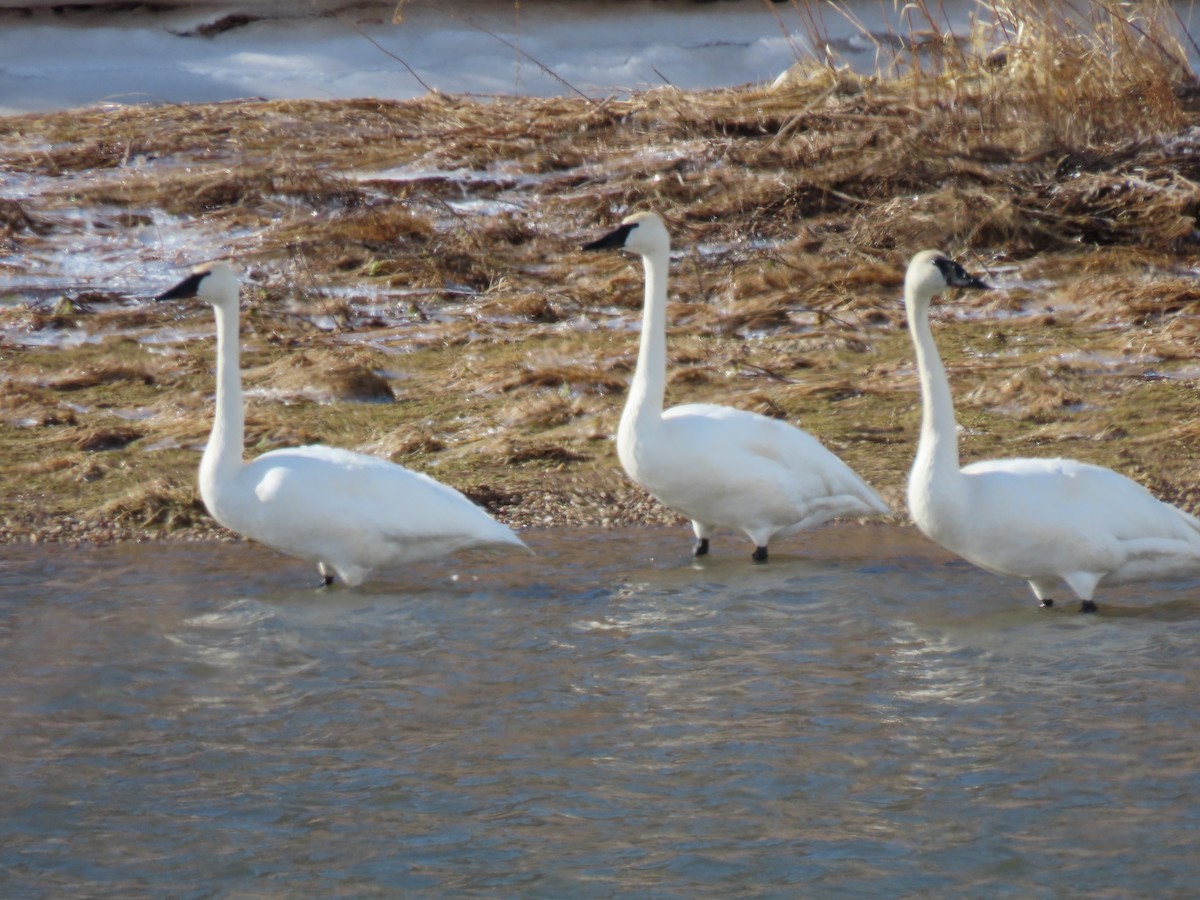 Trumpeter Swan - ML534156391