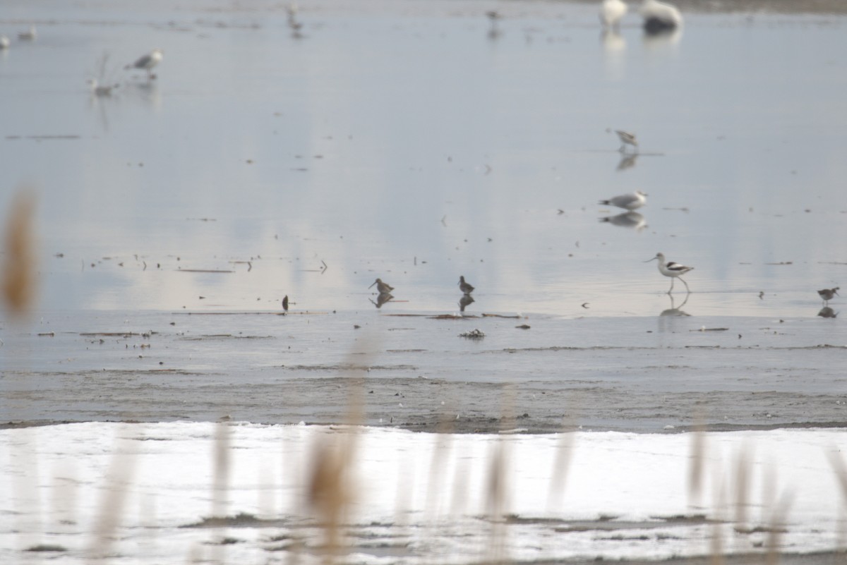 Long-billed Dowitcher - Cody Allen