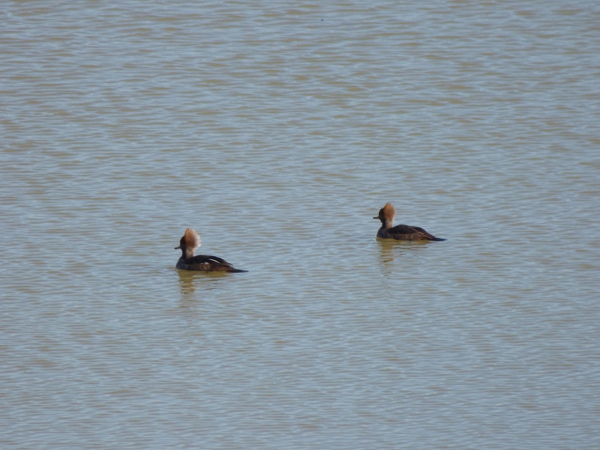 Hooded Merganser - ML534156781