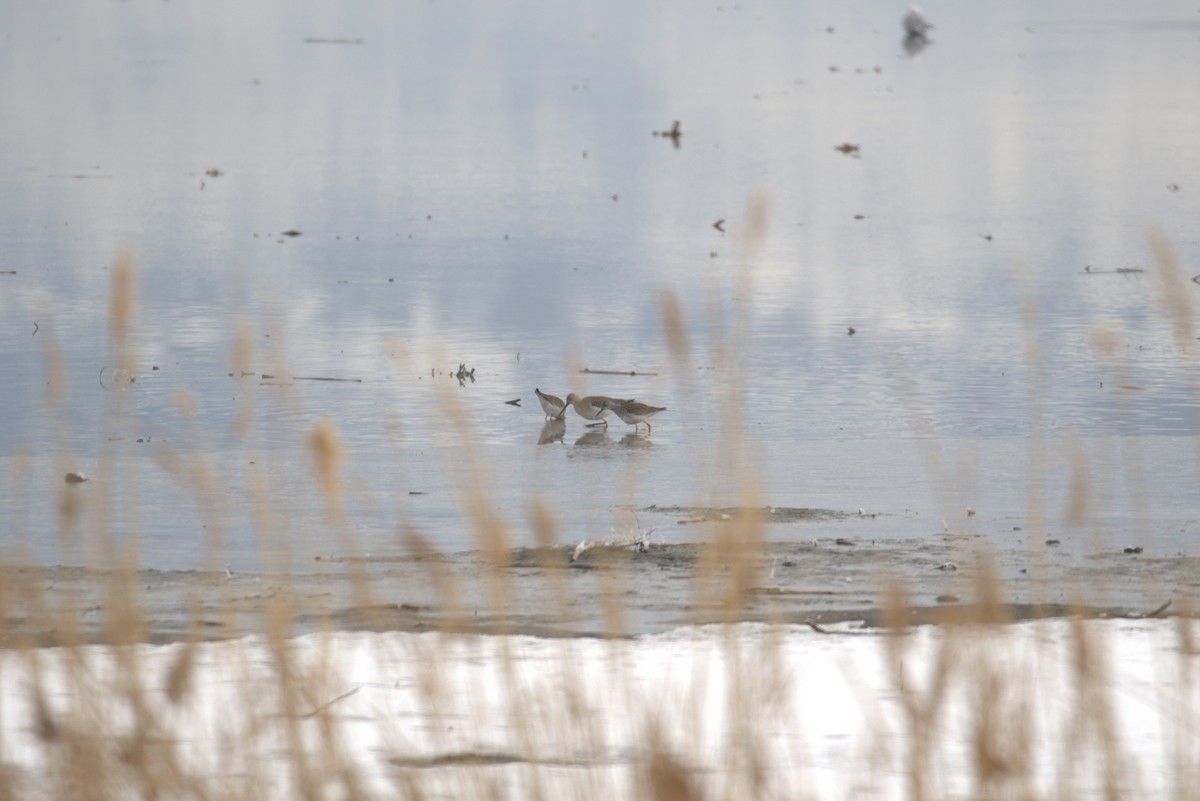 Lesser Yellowlegs - ML534157261