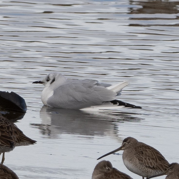 Bonaparte's Gull - Michelle MacKenzie