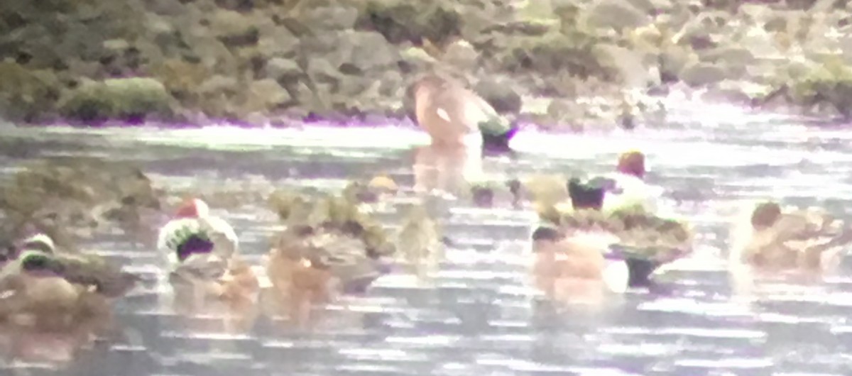 Eurasian Wigeon - ML534159321