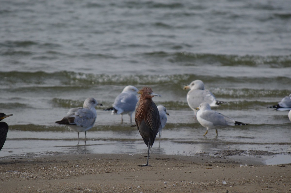 Reddish Egret - ML534159551