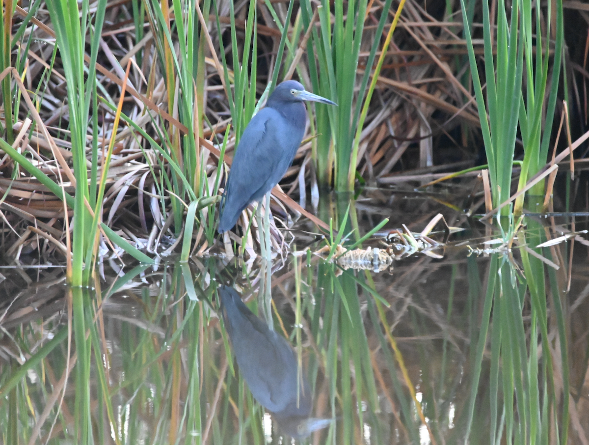 Little Blue Heron - ML534160491