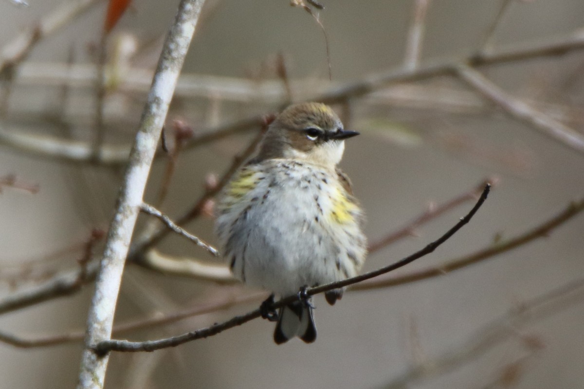 Yellow-rumped Warbler - ML534161481