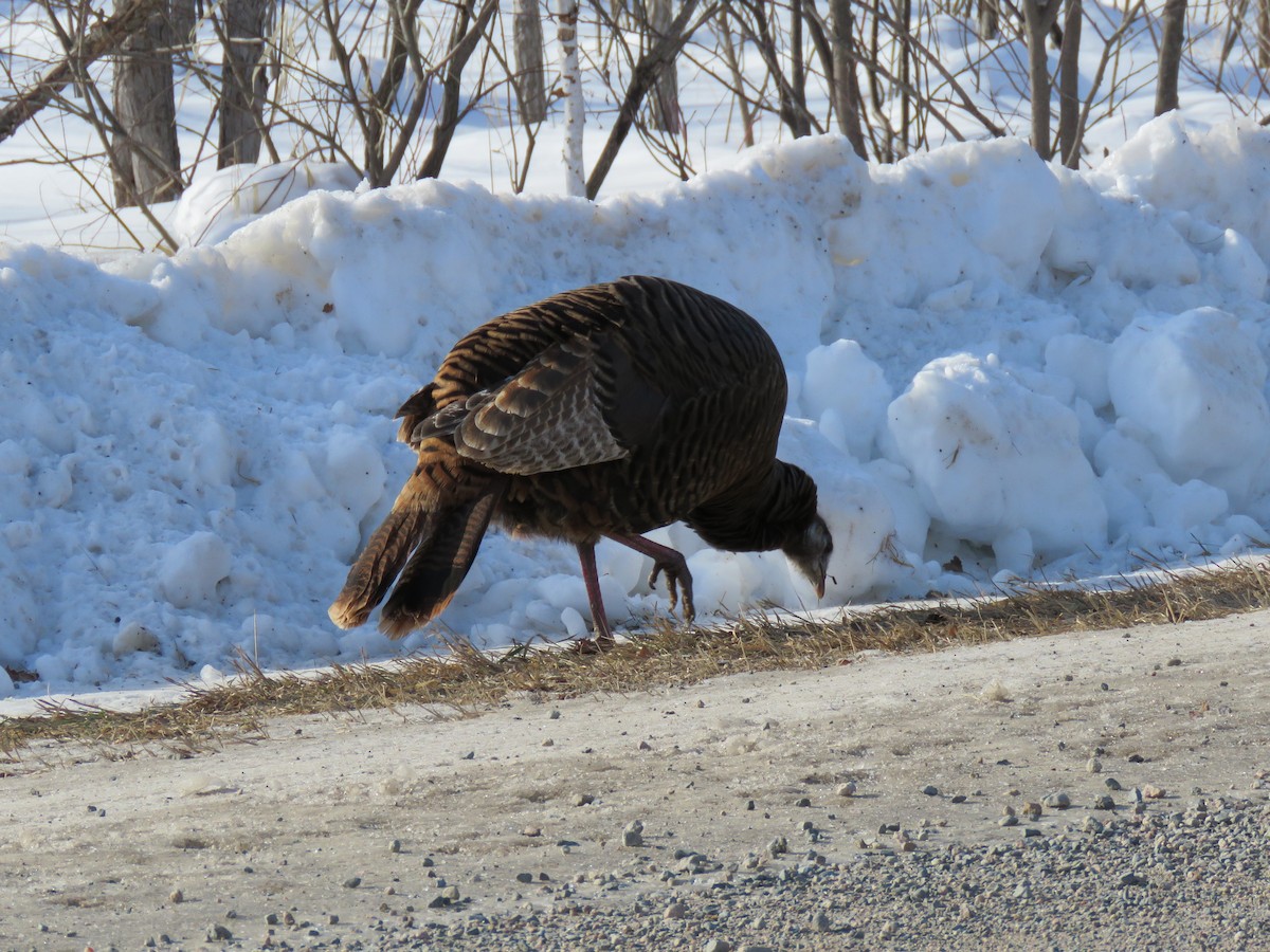 Wild Turkey - ML534161691