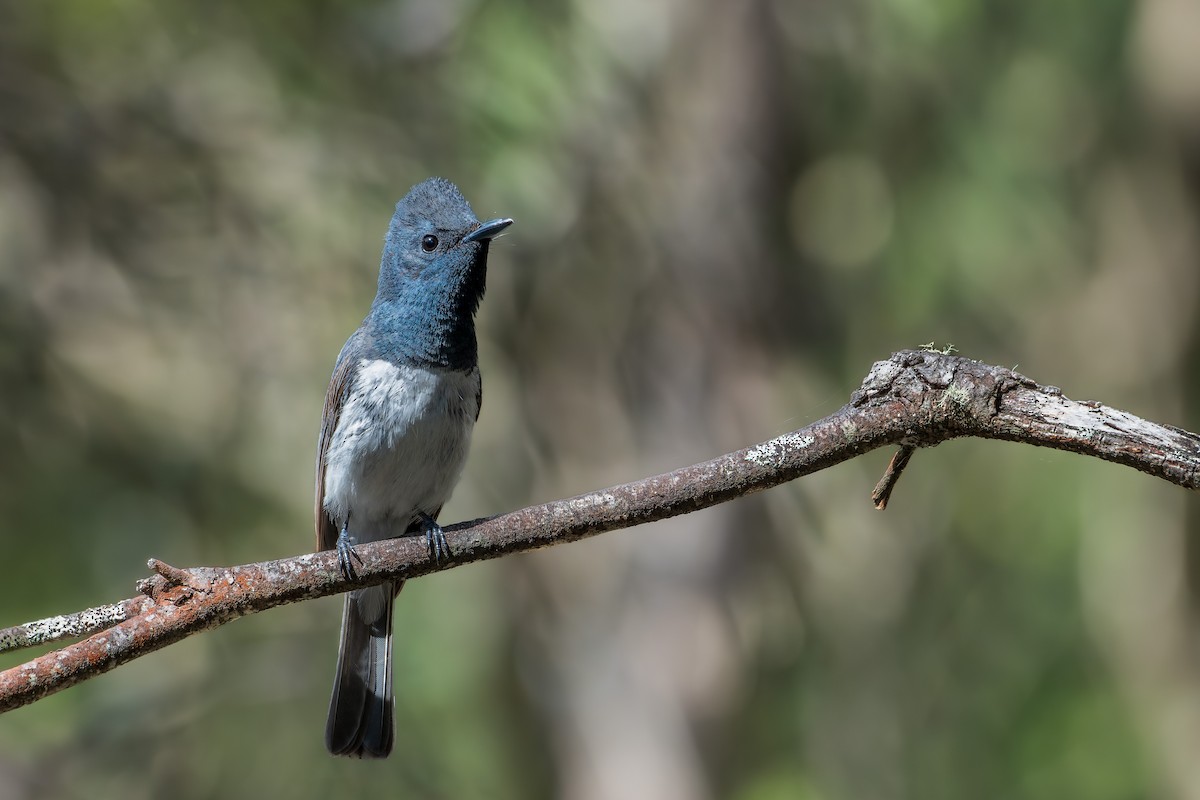 Leaden Flycatcher - ML534161981