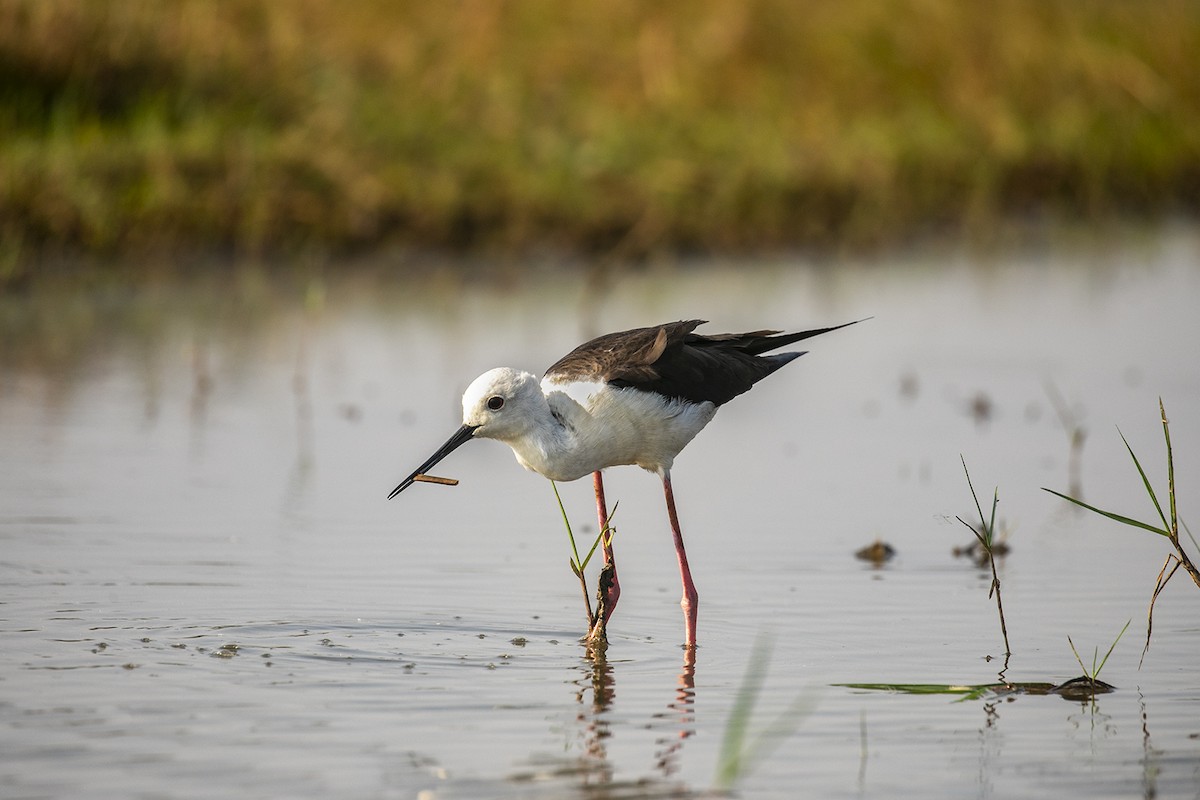 Black-winged Stilt - lokanath M