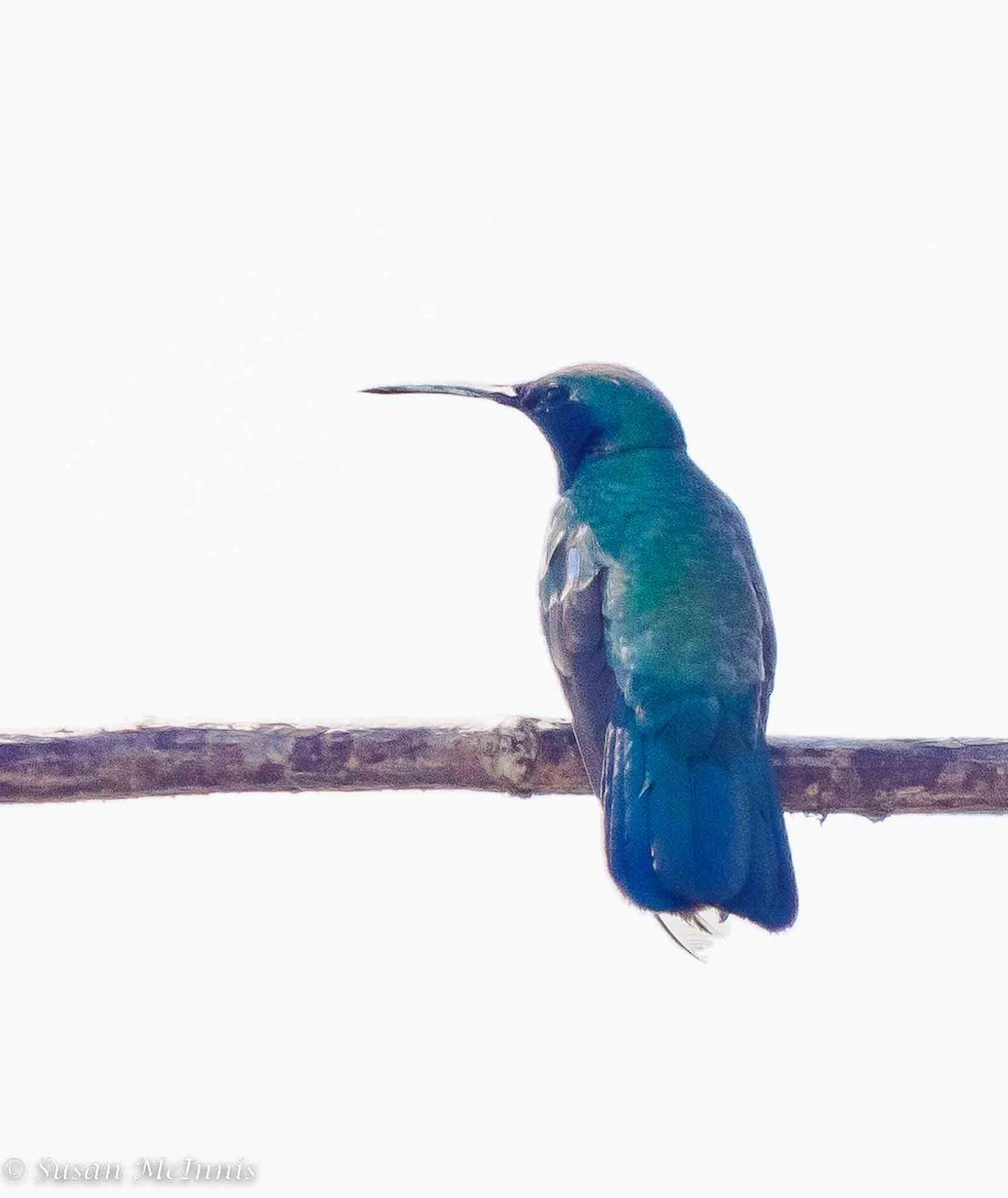 kolibřík tropický - ML534164961