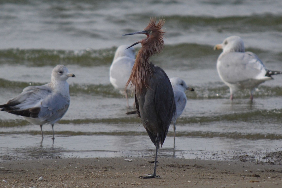 Reddish Egret - Steve Taylor