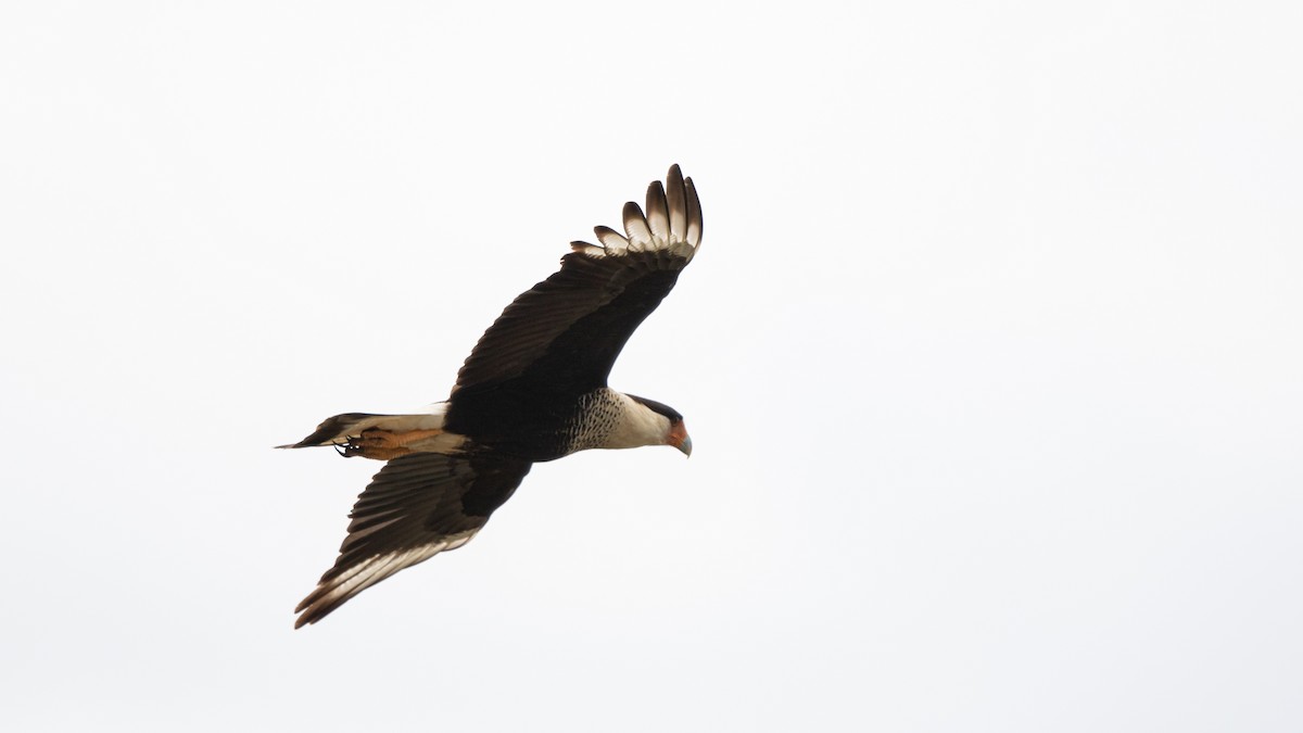 Crested Caracara (Northern) - ML534165501