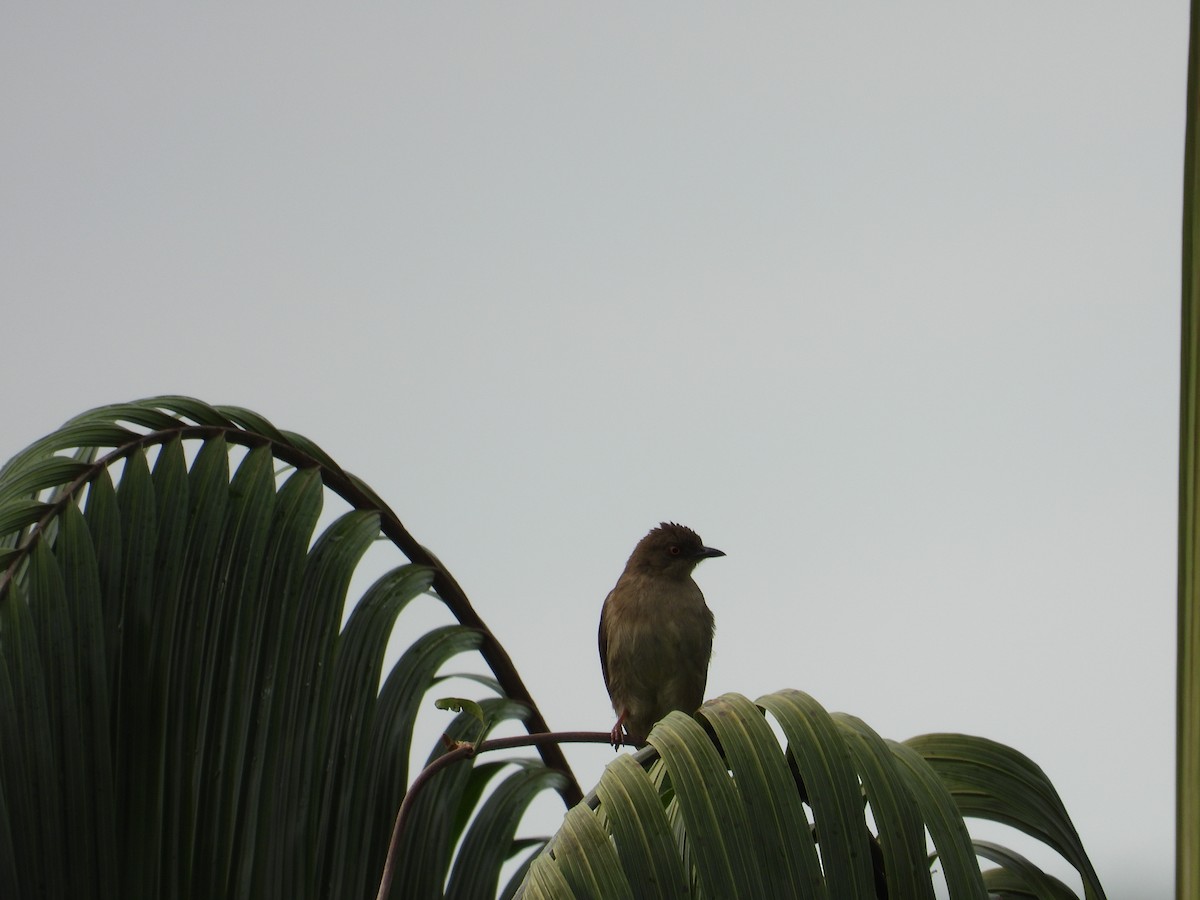 Red-eyed Bulbul - ML534167091