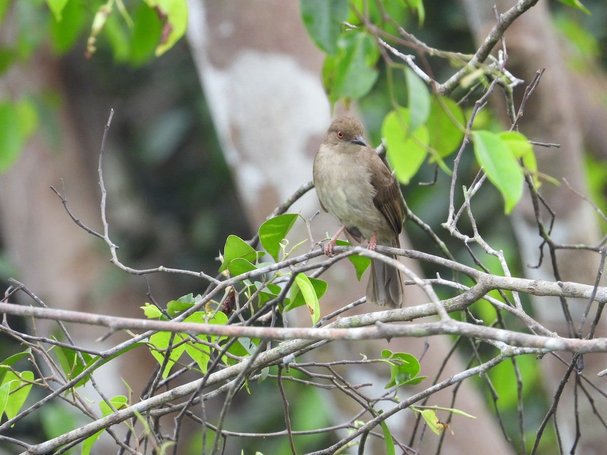 Red-eyed Bulbul - ML534167291